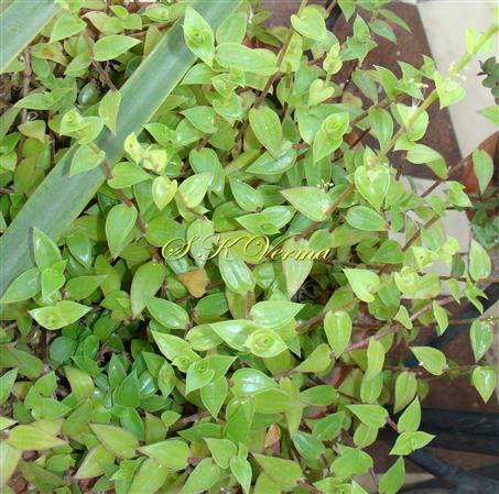  Plants